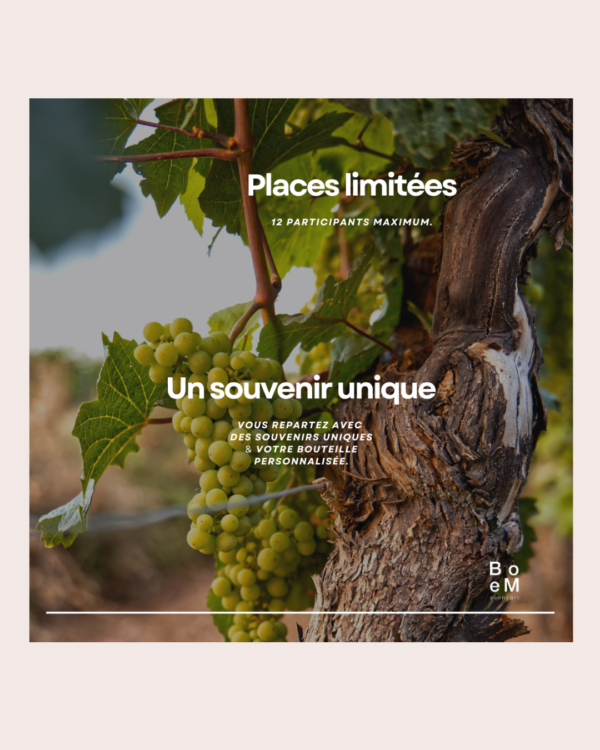 🍇 L’art rencontre le vin Peindre une bouteille au cœur des vignes